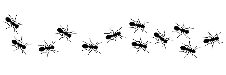 A swarm of ants on a white background