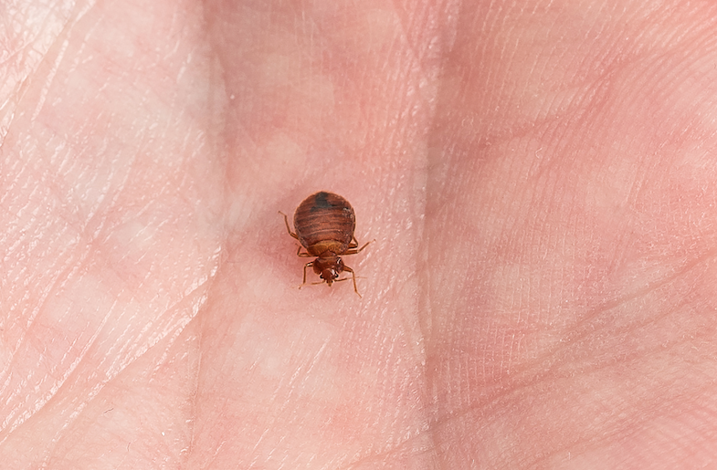 A bed bug on a hand