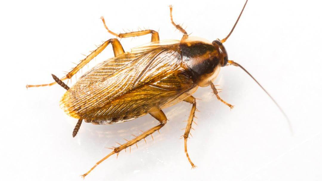 A cockroach on a white background