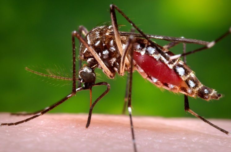 A mosquito on a white background