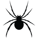 A spider on a white background