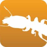 A termite on a white background