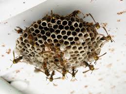 A wasp and bee nest on a white background